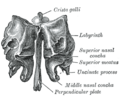 Gray's Anatomy illustration of the ethmoidal labyrinth