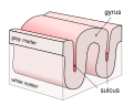 Diagram of brain gyri and sulci