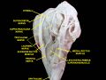 Supratrochlear nerve