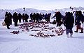 Walrus meat