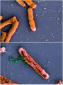 Antimicrobial Peptide Action on E. coli