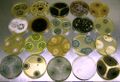 Ascomycetes fungi