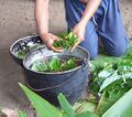 Ayahuasca preparation