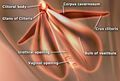 EdSim Clitoris anatomy