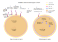 Fertilization of an egg cell forming a zygote