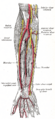 Gray's Anatomy illustration 528