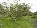 Orchard