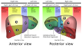 Couinaud classification of liver