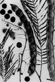 Anadenanthera peregrina botanical illustration