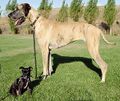Big and little dog