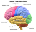 Lateral view of the brain