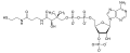 Coenzyme A structure