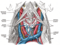 Sagittal section of the larynx and upper part of the trachea