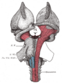 Cerebral peduncle