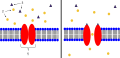 Ion channel receptor