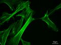 MEF microfilaments