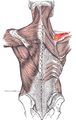 Supraspinatus muscle diagram