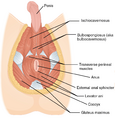 Muscle of the male perineum