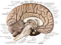 Anatomical plane
