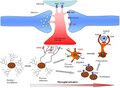 Purinergic signalling in Microglia