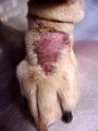 Canine lick granuloma