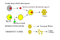 Diagram illustrating the process of somatic cell nuclear transfer.
