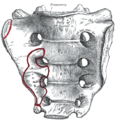 Gray's Anatomy Plate 95