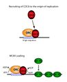CDC6 Function in Origin Recognition Complex