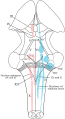 Gray's Anatomy Diagram of the Brain