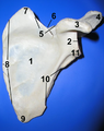 Anterior view of scapula with numbered parts