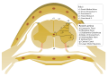 Diagram of the spinal cord with Rexed laminae