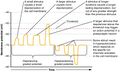 Electrotonic potential