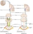 Ascending Pathways of Spinal Cord