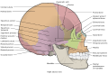Lateral view of skull