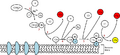 Factor_D