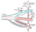 Sympathetic nervous system pathways