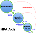 Diagram of the HPA axis, related to stress response and exercise.