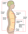 Body_cavity