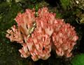 Ramaria botrytis