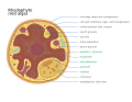 Rhodophyte