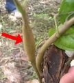 Cacao swollen shoot virus symptom on stem