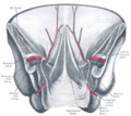 Inferior epigastric vein