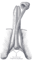Gray's Anatomy illustration of the male reproductive system