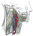 Glossopharyngeal nerve