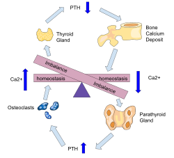 Parathyroid Hormone Negative Feedback