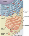 0314 Golgi Apparatus