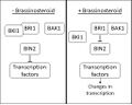 Brassinosteroid signal cascade