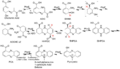 Pyocyanin biosynthesis pathway