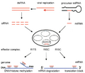 RNAi simplified