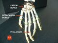 Carpal bones detailed.